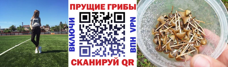 Купить  Чаплыгин  Галлюциногенные грибы MAGIC MUSHROOMS 